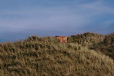 A Lone Cow 2 Royalty Free Stock Images