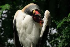 King Vulture Royalty Free Stock Photos