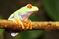 Red Eyed Tree Frog Stock Images Red Eyed Tree Frog Stock Images