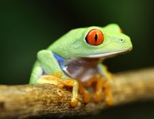 Red Eyed Tree Frog Stock Photos Red Eyed Tree Frog Stock Photos