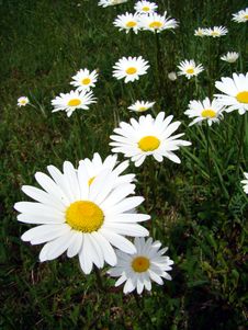 Marguerites Stock Images Marguerites Stock Images