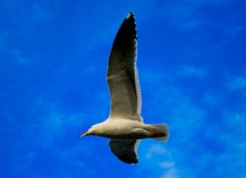 Flying Seagull Stock Image