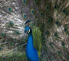 Peacock Stock Photo