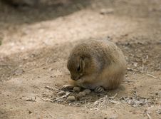 Prairie Dog Stock Images