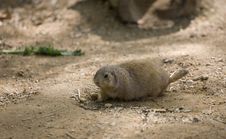 Prairie Dog Royalty Free Stock Photos