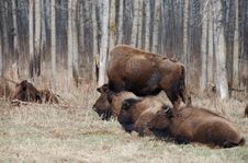 Bison Herd Royalty Free Stock Image