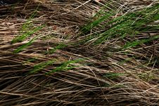 Grey Grass And Green Grass Royalty Free Stock Photos Grey Grass And Green Grass Royalty Free Stock Photos