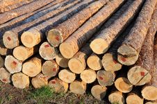 Stacked Timber Logs Royalty Free Stock Photo Stacked Timber Logs Royalty Free Stock Photo