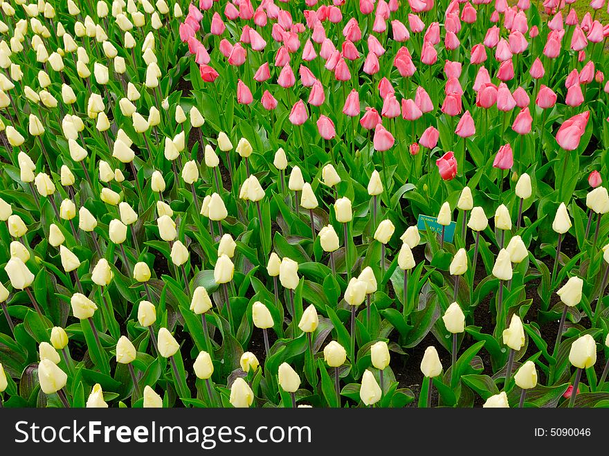 Beautiful garden of colorful flowers in spring (keukenhof, The Netherlands). Beautiful garden of colorful flowers in spring (keukenhof, The Netherlands)