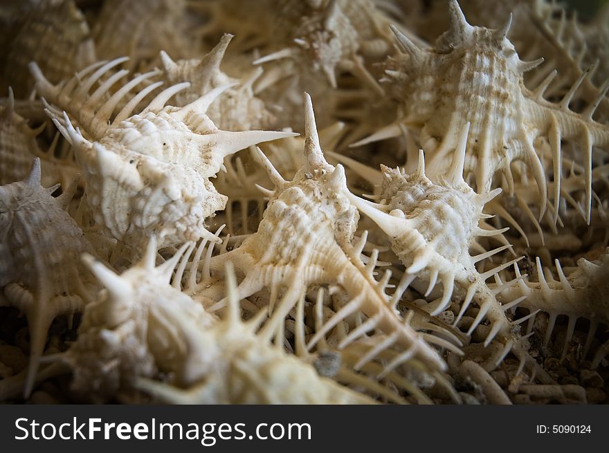 A collection of sharp sea shells