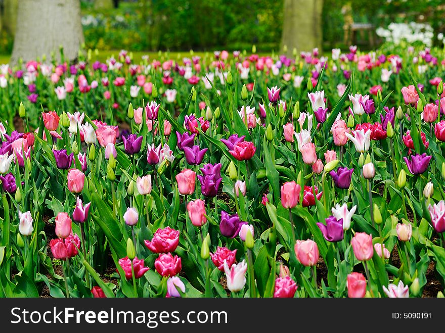 Beautiful garden of colorful flowers in spring (keukenhof, The Netherlands). Beautiful garden of colorful flowers in spring (keukenhof, The Netherlands)