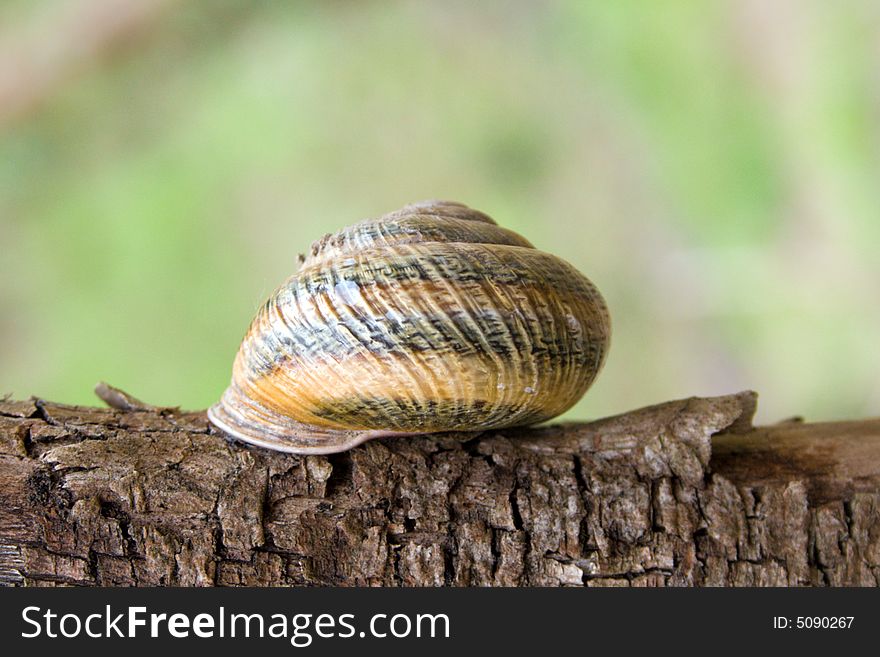 Spiral bowl of a snail in the nature