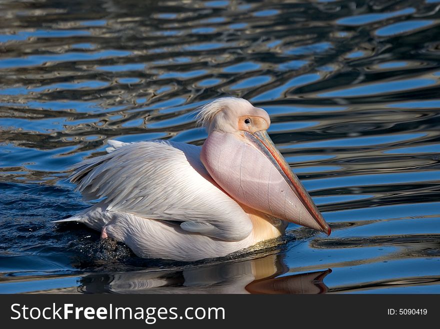 Pelican swimming in a pond. Pelican swimming in a pond