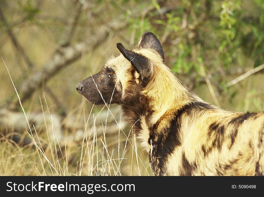 Wild dog watching prey alert in african bush