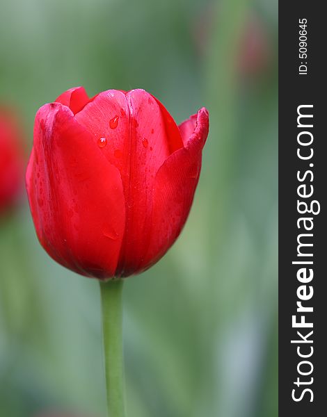 Beautiful red tulip with bead in fields. Beautiful red tulip with bead in fields