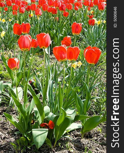 Field of tulips at Barsana monastery. Field of tulips at Barsana monastery.