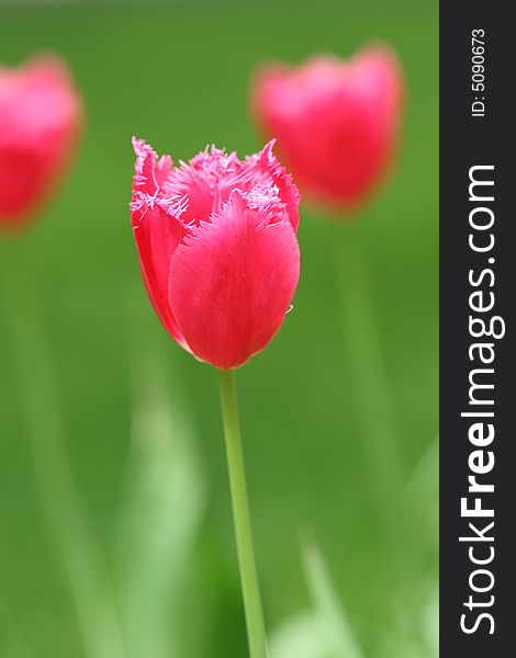 Beautiful red tulip with bead in fields. Beautiful red tulip with bead in fields