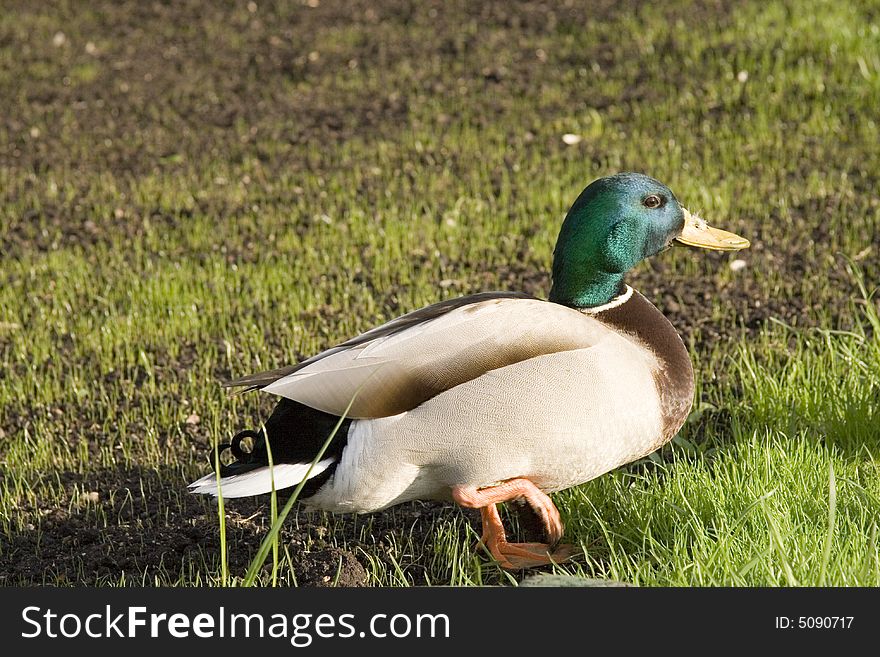 Wild Duck On Red Square