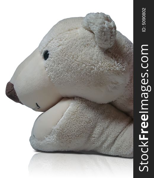 Muzzle and forefoot of white thinking bear, white background. Muzzle and forefoot of white thinking bear, white background