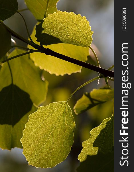 Spring aspen leaves in warm sunlight