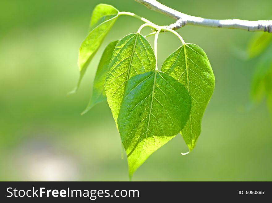 Spring Leaves