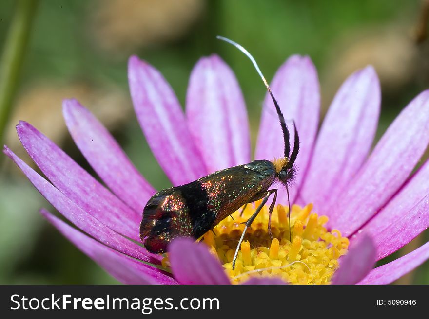 Metallic bug fly on a pink and yellow flower