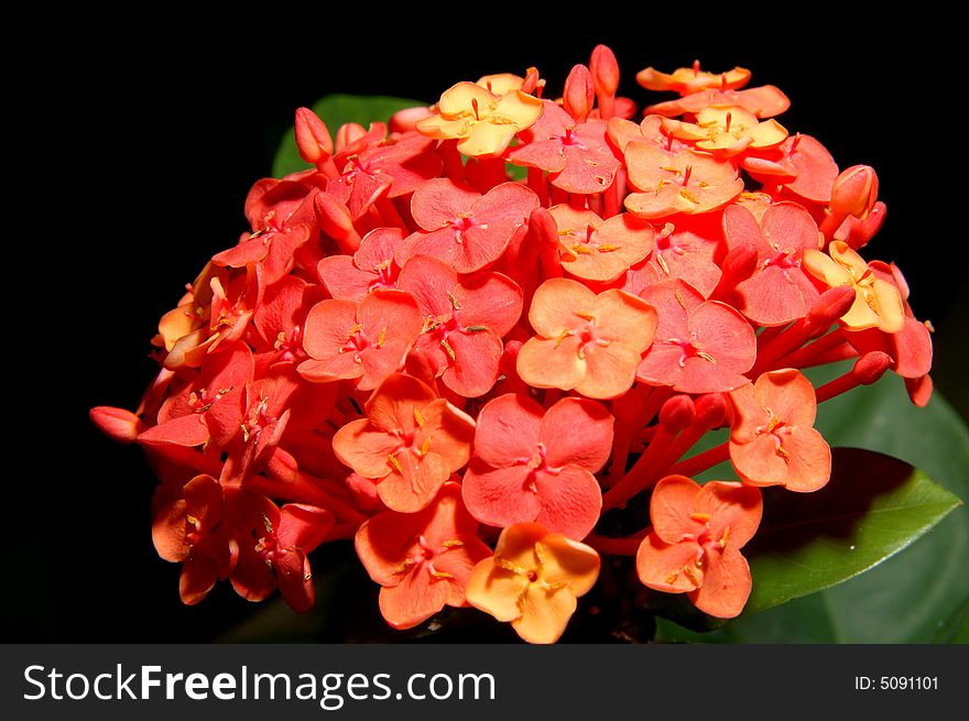 Red lxora chinensis flowers under sunshine