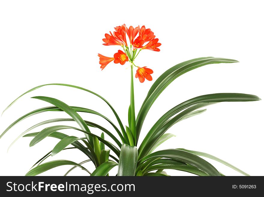 Red amaryllis on a white background. Red amaryllis on a white background.