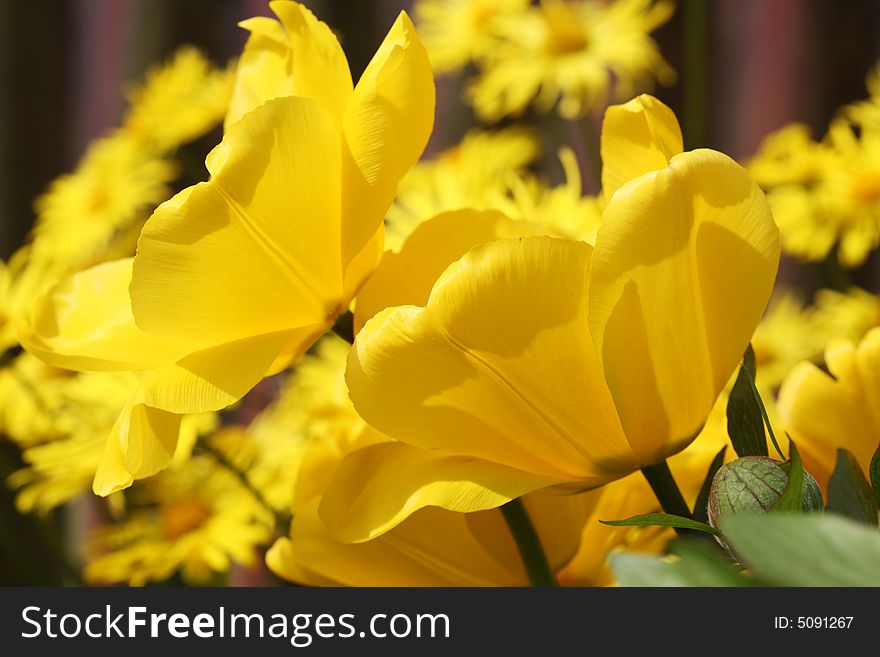 Two yellow tulips in garden. Two yellow tulips in garden.
