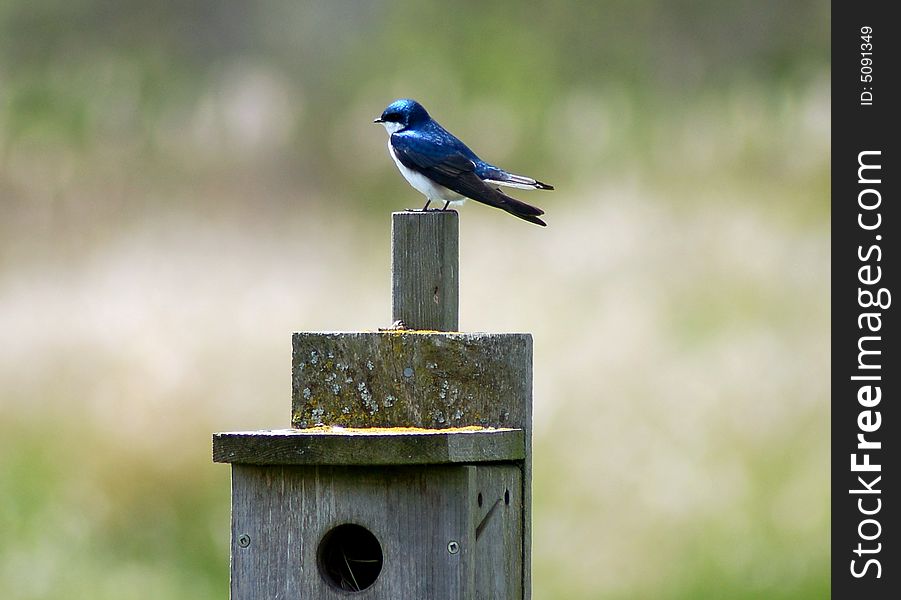 Bluebird on birdhouse