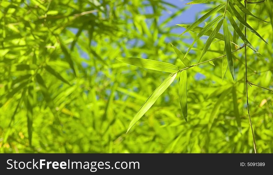 Bamboo Leave