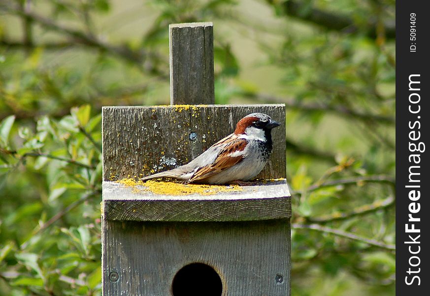 Brown bird on birdhouse in meadow