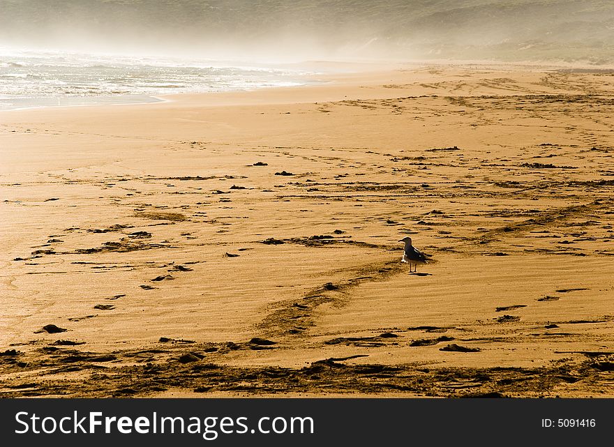 Seagull on a sandy beach with surf spry in the background. Seagull on a sandy beach with surf spry in the background