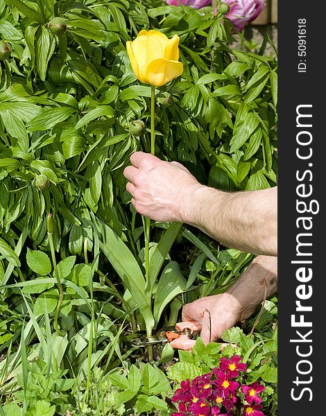Gardener pruning a yellow tulip.