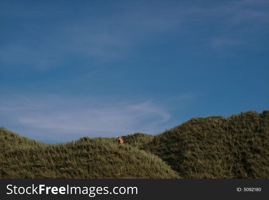 A lone cow on the top of some dunes in kerry ireland. A lone cow on the top of some dunes in kerry ireland