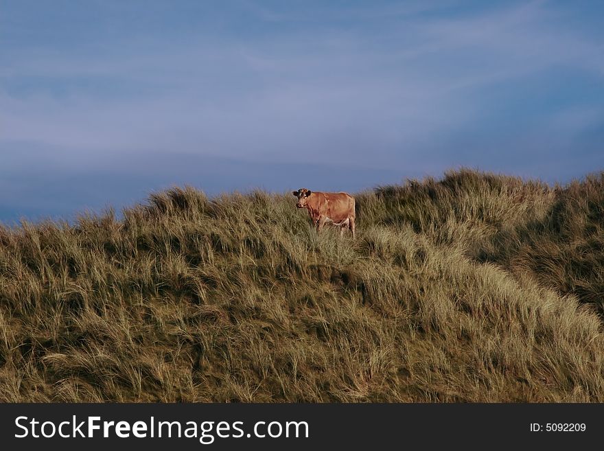 A lone cow on the top of some dunes in kerry ireland. A lone cow on the top of some dunes in kerry ireland