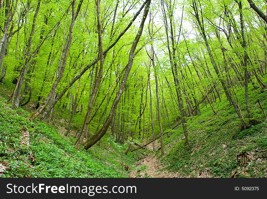 The enigmatic spring forest is in the Crimean mountains