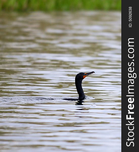 Double-breasted Cormorant Swimming