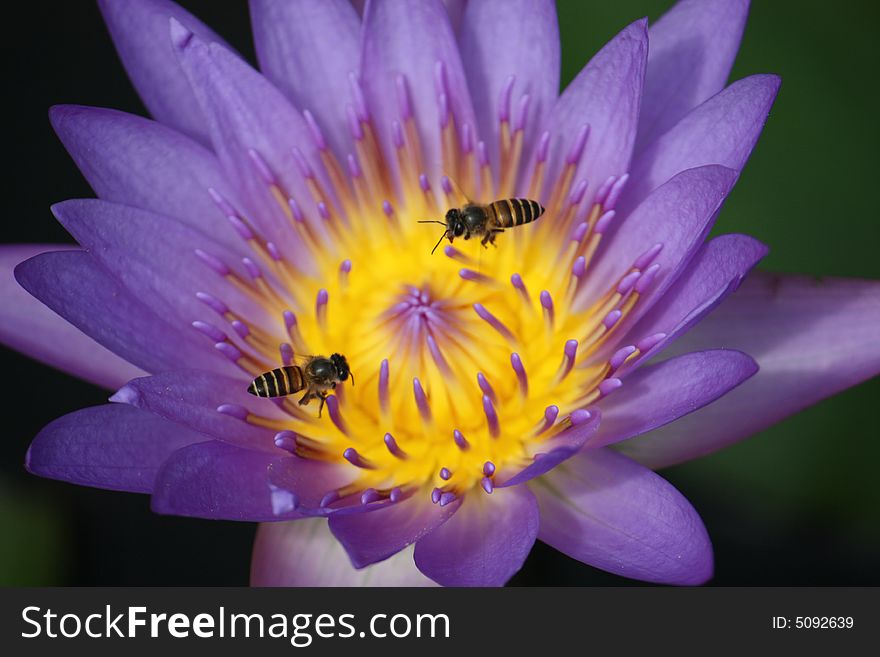 Two bees working on a Lotus