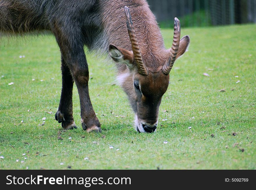 A young antelope eating green grass. A young antelope eating green grass