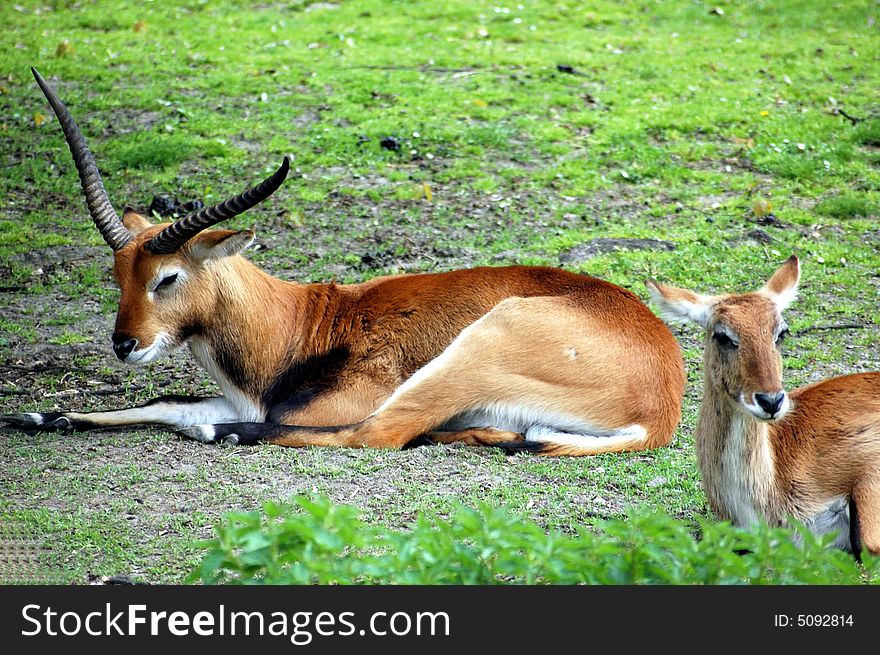 Two antelope on the green grass. Two antelope on the green grass