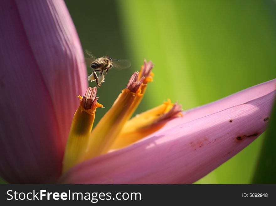 A Bee flying toward a blossom flower of a banana tree. A Bee flying toward a blossom flower of a banana tree
