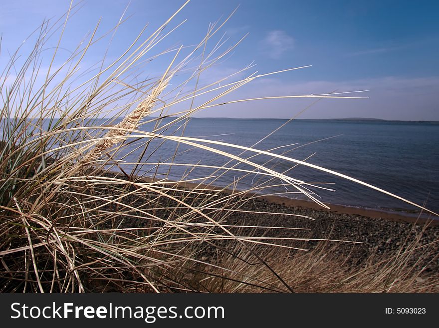 Tall grass on sand dune on the west coast of ireland. Tall grass on sand dune on the west coast of ireland