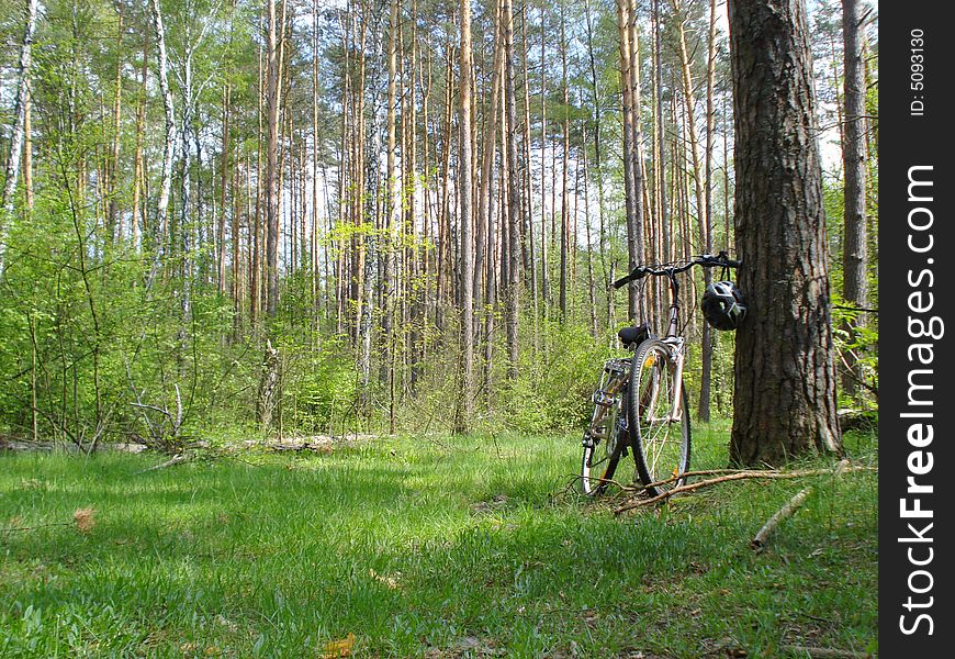 Bicycle on the forest glade. Bicycle on the forest glade