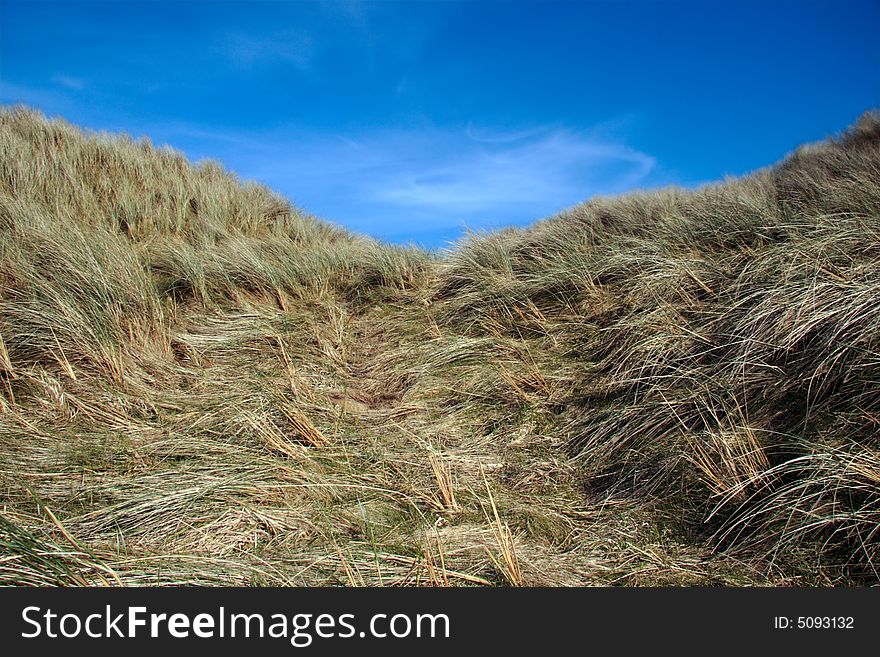 Tall grass on sand dunes on the west coast of ireland. Tall grass on sand dunes on the west coast of ireland