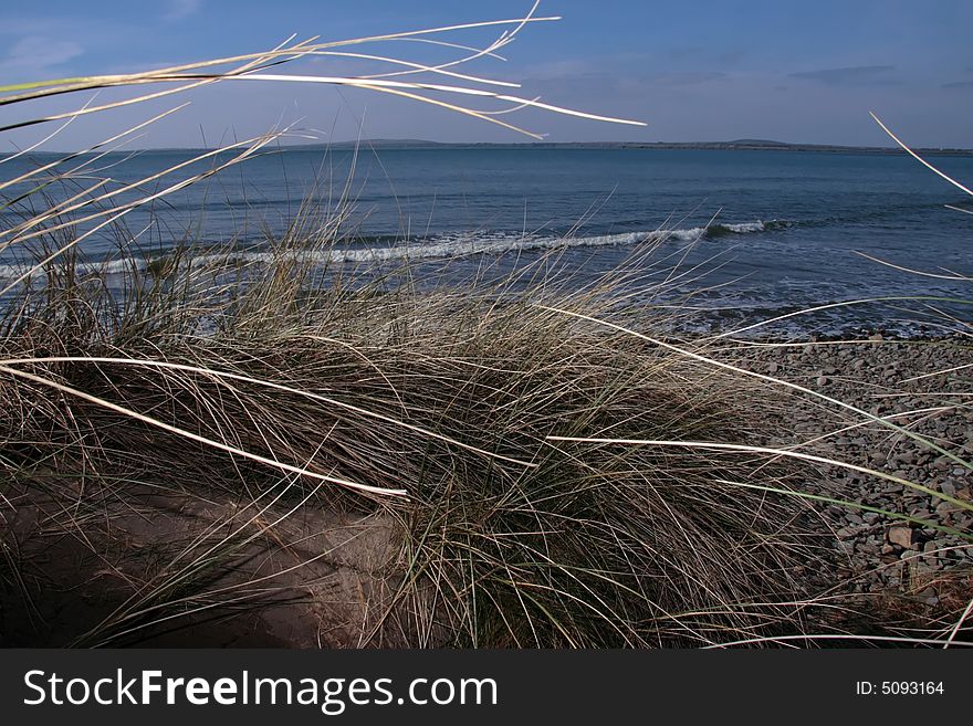 Tall grass on sand dunes on the west coast of ireland. Tall grass on sand dunes on the west coast of ireland