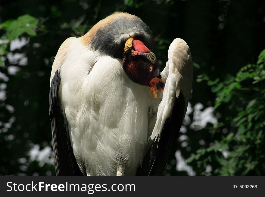 Close up of a King Vulture at London Zoo