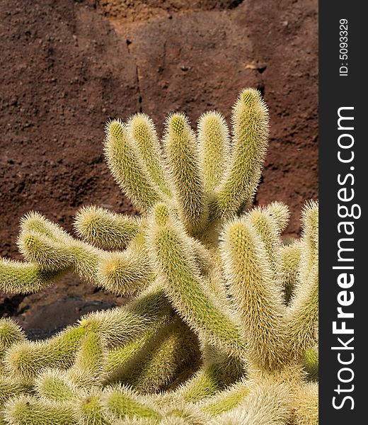 Large bush of cactus near the rock