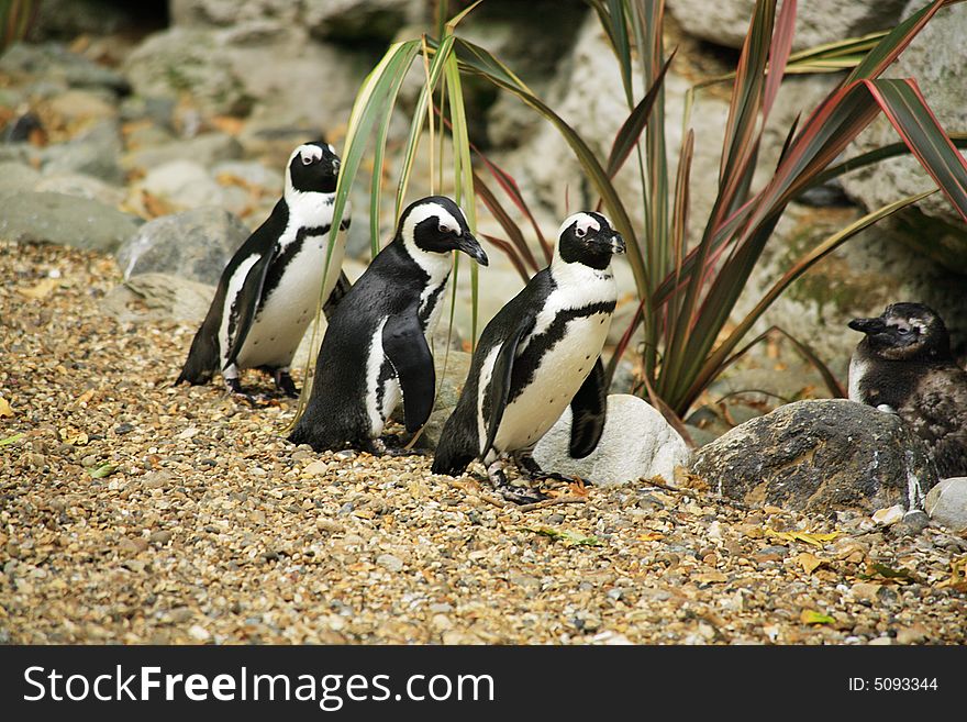 Black footed penguins at London Zoo