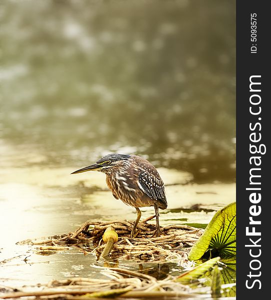 Greenbacked Heron standing by a lilly on leaves in water waiting for prey. Greenbacked Heron standing by a lilly on leaves in water waiting for prey